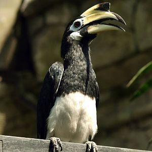 Oriental Pied hornbill