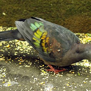 New Guinea bronzewing