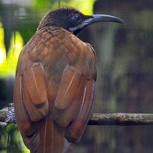Hen Twelve-wired Bird of Paradise