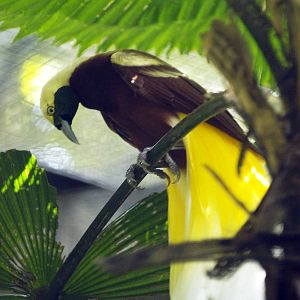 Cock Lesser Bird of Paradise