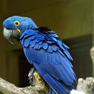 Hyacinth macaw