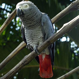 African Grey parrot