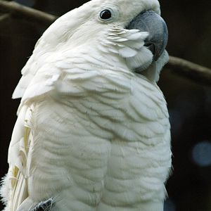 White cockatoo (C.alba)
