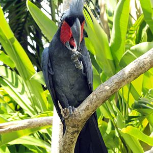 Palm cockatoo