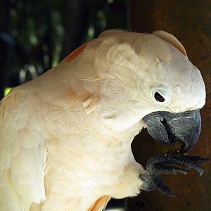 Salmon-crested cockatoo