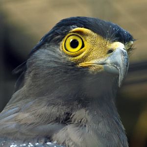 Crested Serpent eagle