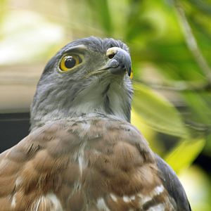 Crested goshawk
