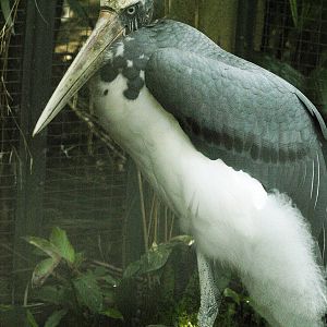 Lesser adjutant