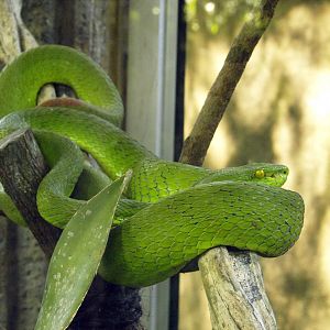 Green Tree viper