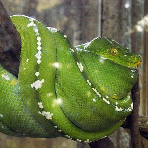Emerald python