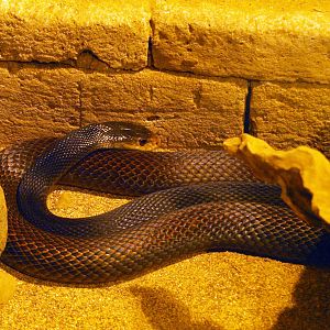 Taipan