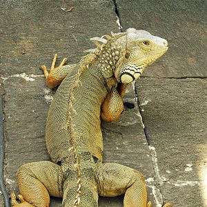 Common iguana