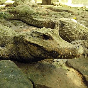 African Dwarf crocodile