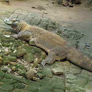 Komodo dragon