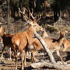 Red deer