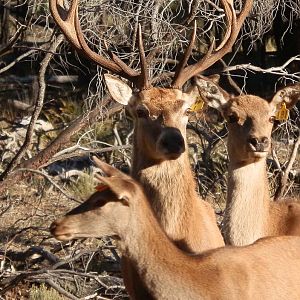 Red deer