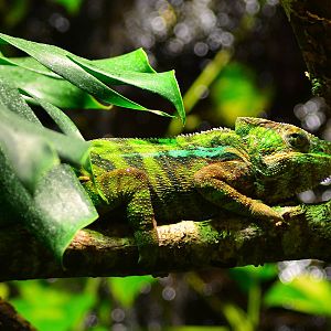 Panther Chameleon (Furcifer pardalis)