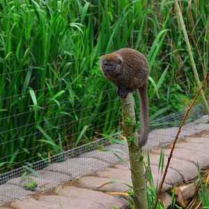 Lac Aloatran Gentle Lemur