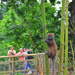 Lac Aloatran Gentle Lemur