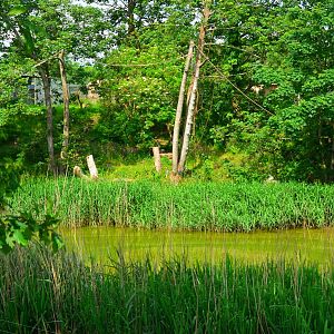 Lemur Lake exhibit - view from the Gentle Lemur section