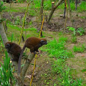 Lac Aloatran Gentle Lemur