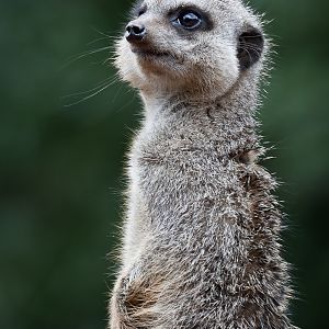 Meerkat - 08/06/2012