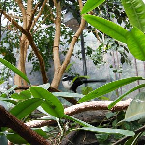 Bronx Zoo- Jungleworld- Another View of the Unknown Bird