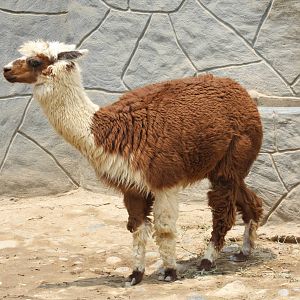 Parque Zoologico Huachipa 2012