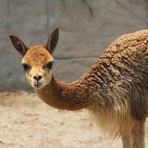 Parque Zoologico Huachipa 2012