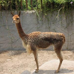 Parque Zoologico Huachipa 2012