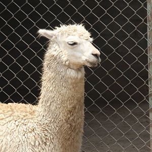 Parque Zoologico Huachipa 2012