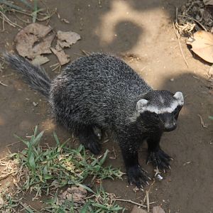 Parque Zoologico Huachipa 2012
