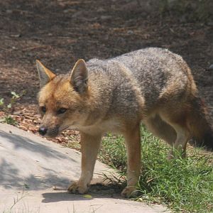 Parque Zoologico Huachipa 2012
