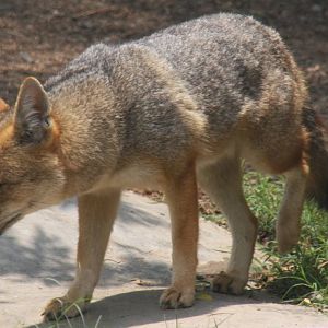 Parque Zoologico Huachipa 2012