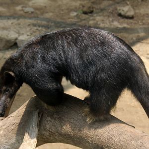 Parque Zoologico Huachipa 2012