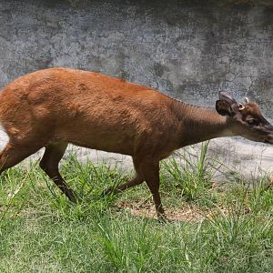 Parque Zoologico Huachipa 2012