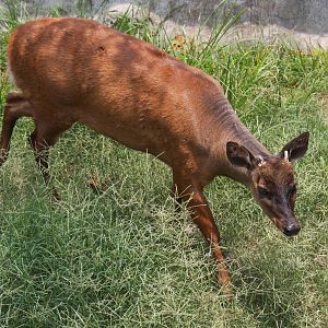 Parque Zoologico Huachipa 2012