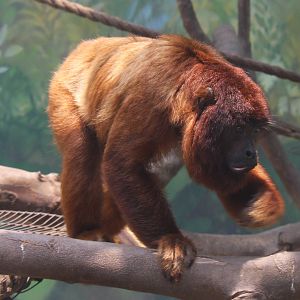 Parque Zoologico Huachipa 2012