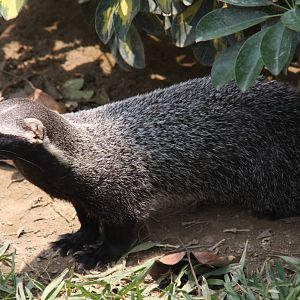 Parque Zoologico Huachipa 2012