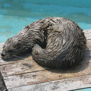 Parque Zoologico Huachipa 2012