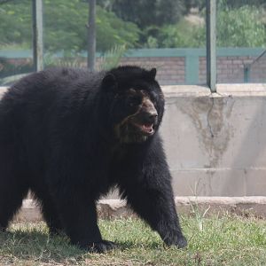 Parque Zoologico Huachipa 2012