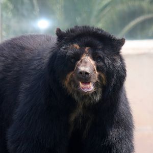 Parque Zoologico Huachipa 2012