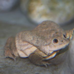 Parque Zoologico Huachipa 2012