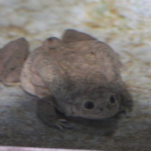 Parque Zoologico Huachipa 2012