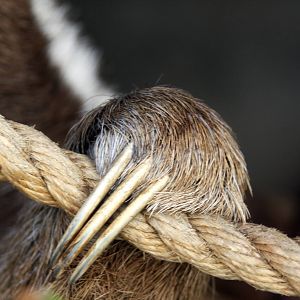 Parque Zoologico Huachipa 2012