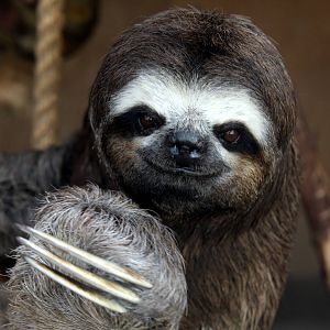 Parque Zoologico Huachipa 2012