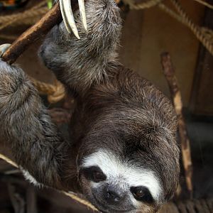 Parque Zoologico Huachipa 2012