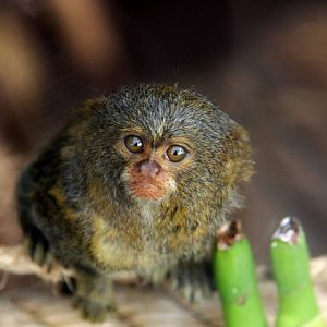 Parque Zoologico Huachipa 2012