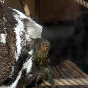 Parque Zoologico Huachipa 2012