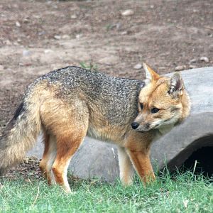 Parque Zoologico Huachipa 2012